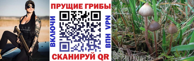 купить закладку  Боровск  Псилоцибиновые грибы Cubensis 